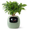 EcoCare Smart Ivy Plant-TotsCove