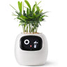 EcoCare Smart Ivy Plant-TotsCove