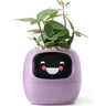 EcoCare Smart Ivy Plant-TotsCove